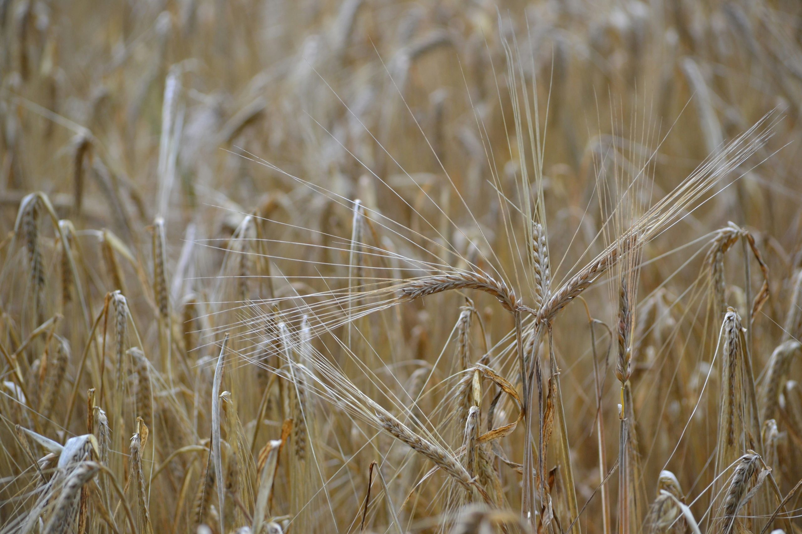 Zoomed picture on ears of wheat in a field