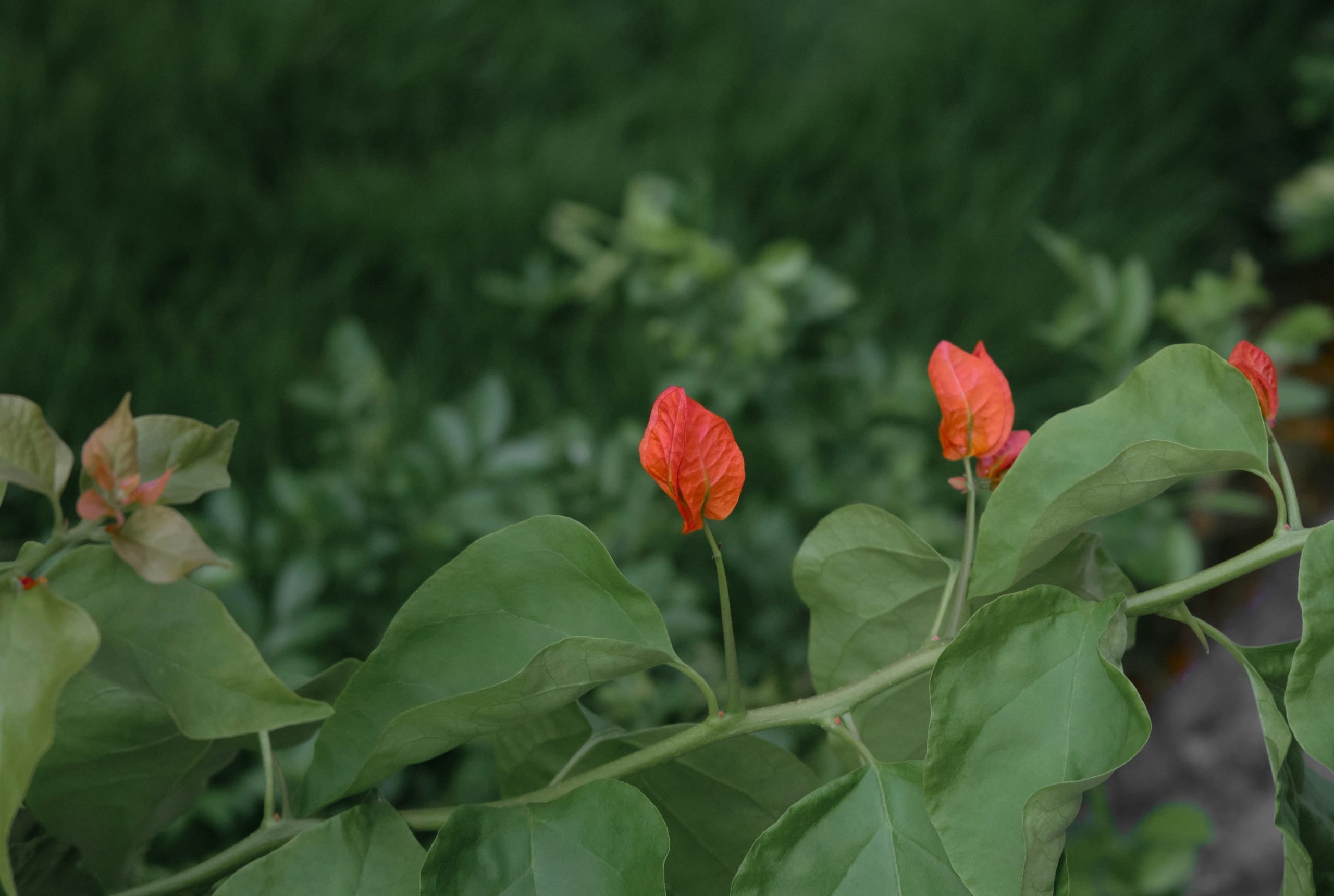 Plant in the foreground on a field with orange leaves.